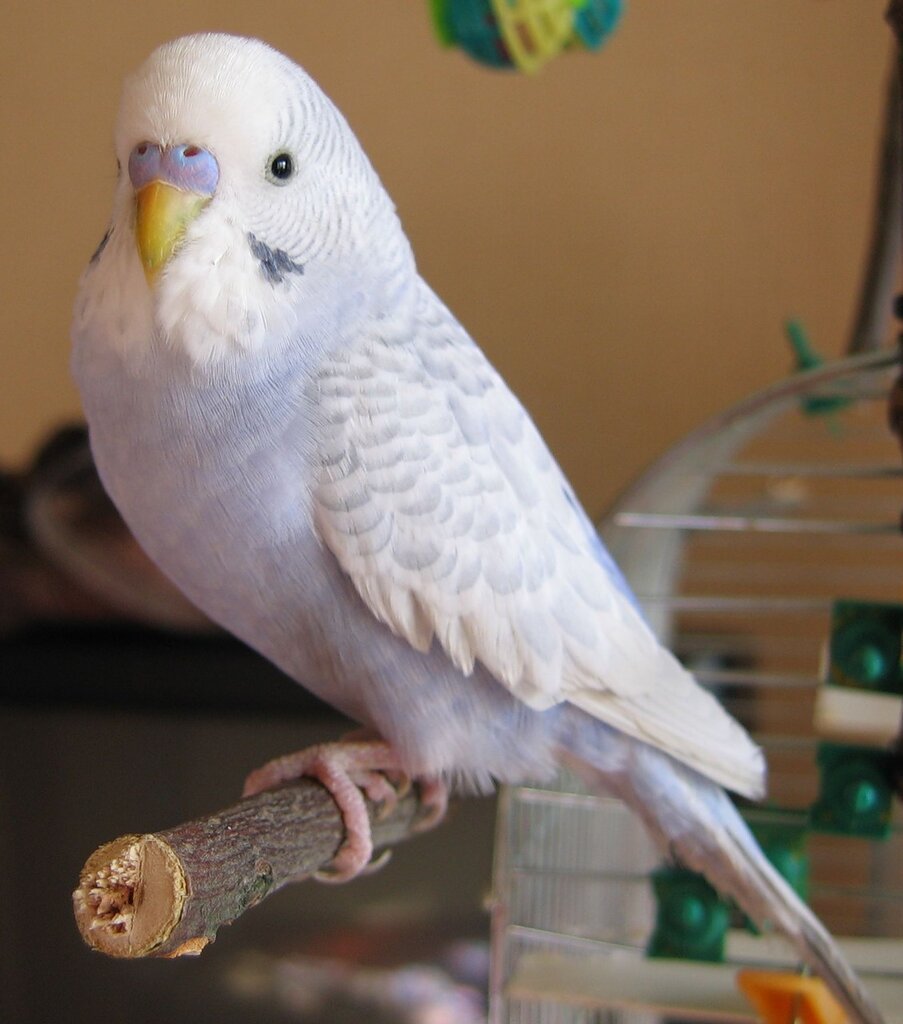 Волнистый попугай альбинос