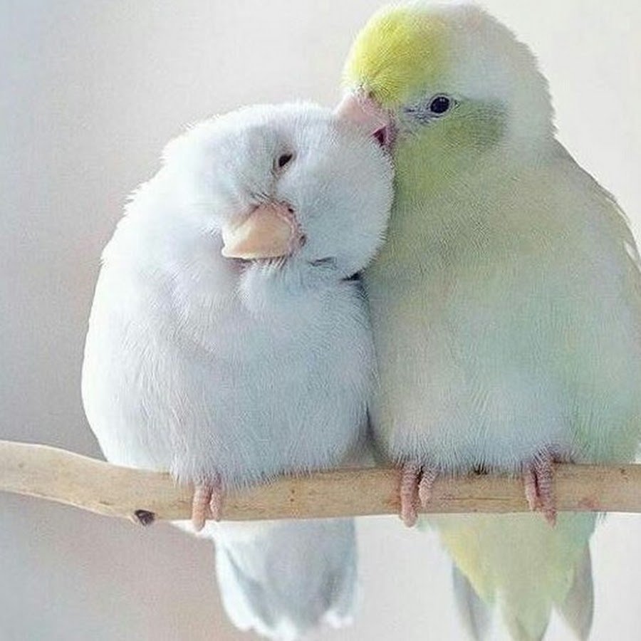 Попугай неразлучник белый