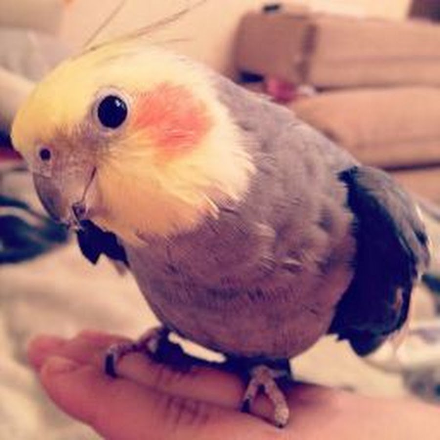 Милашки попугаи кореллы