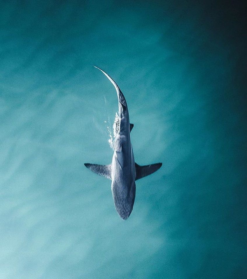 Акула Эстетика