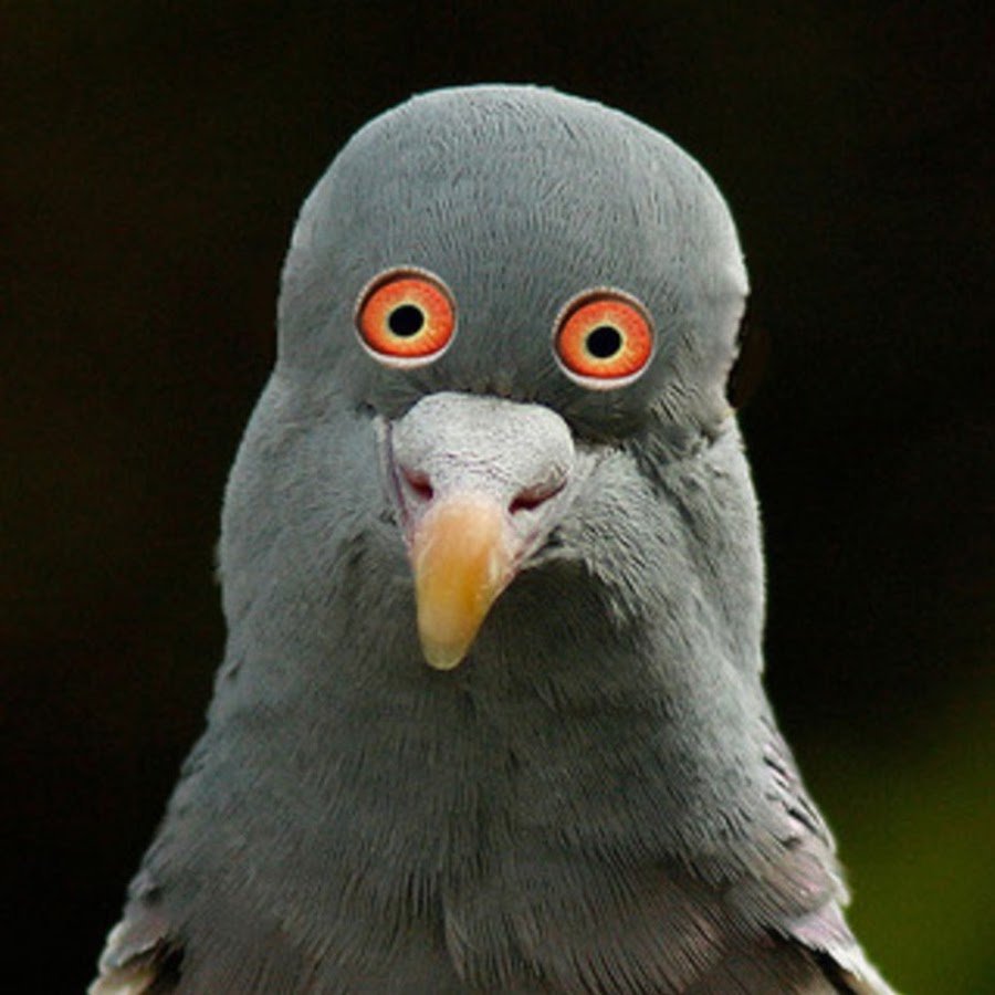 Голубь с глазами спереди