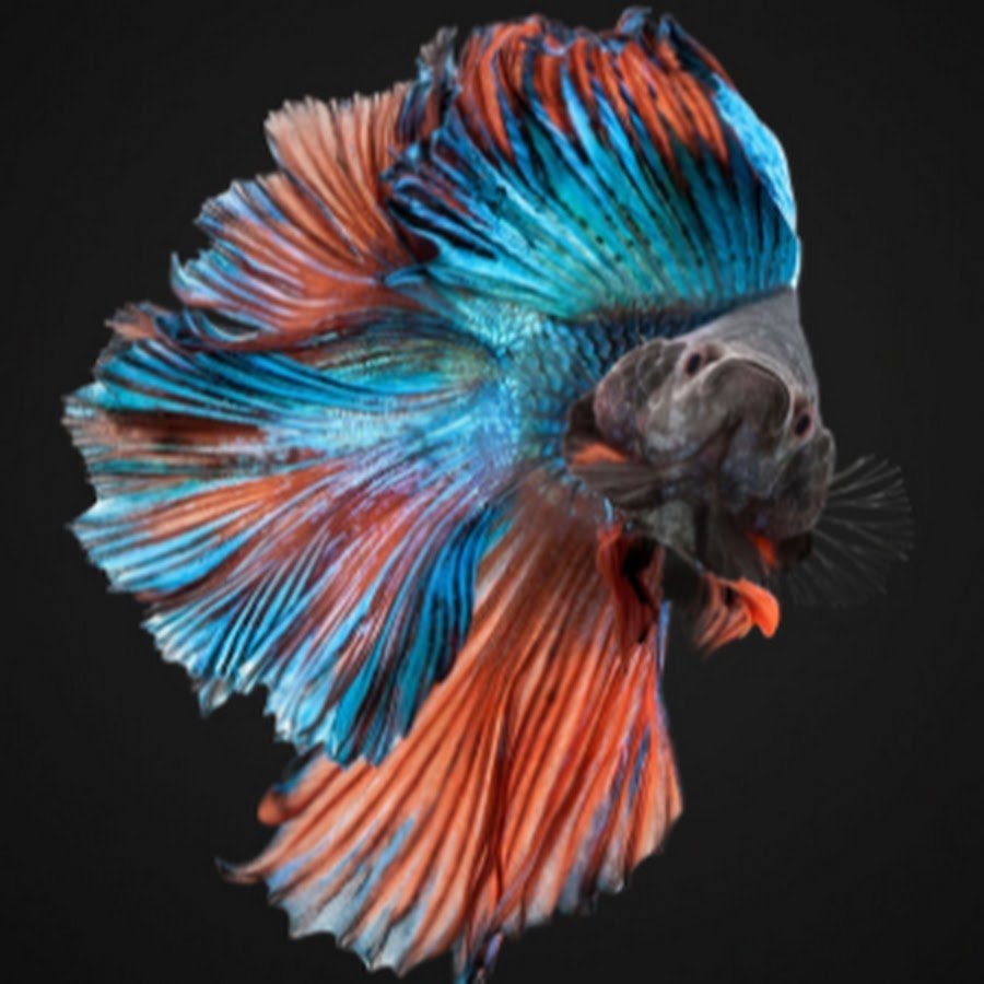 Петушки бойцовые рыбки Бетта