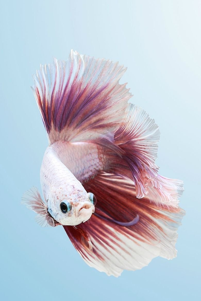 Сиамский петушок аквариумная рыбка