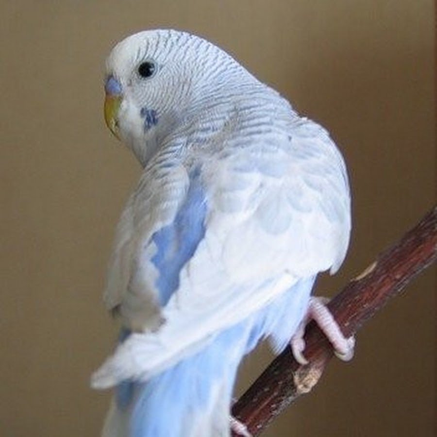 Серокрылый голубой волнистый попугай