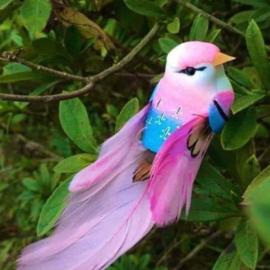 Райская птица розовая