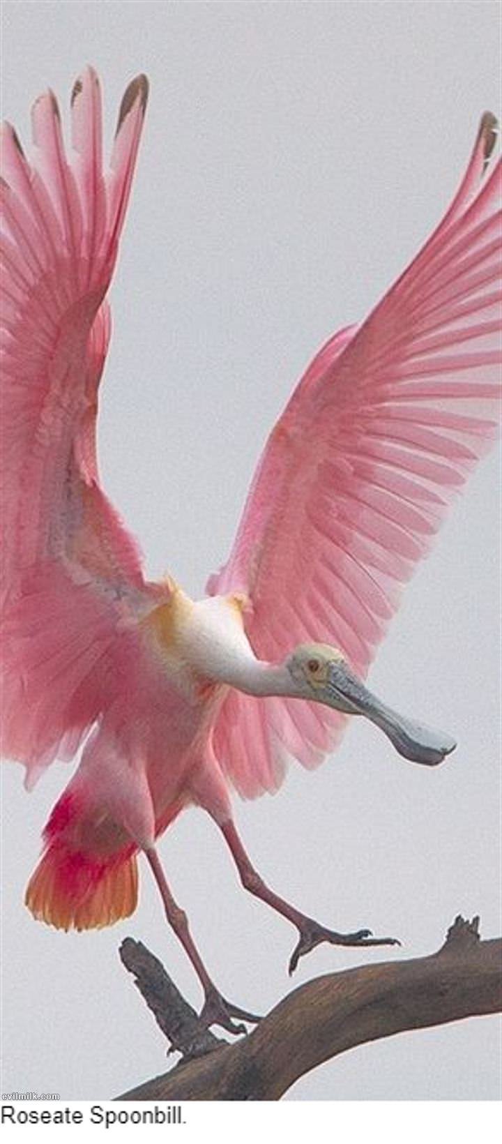 Диких птицы розовые пятно