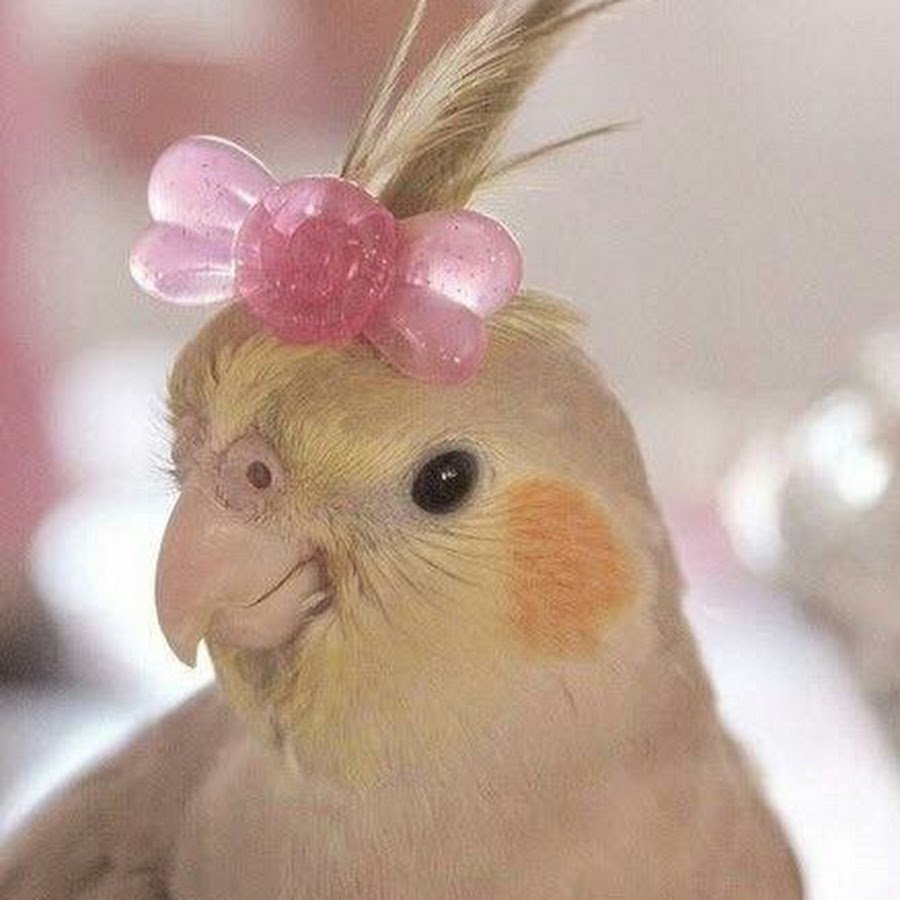 Попугай с бантиком на голове