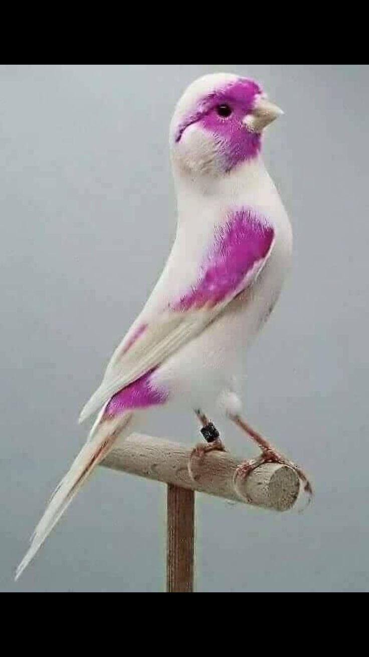 Розовый кенар