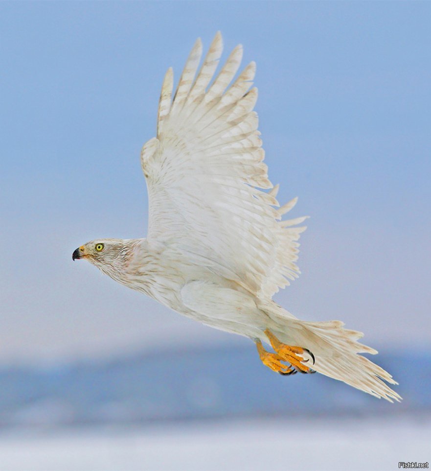Белый ястреб тетеревятник
