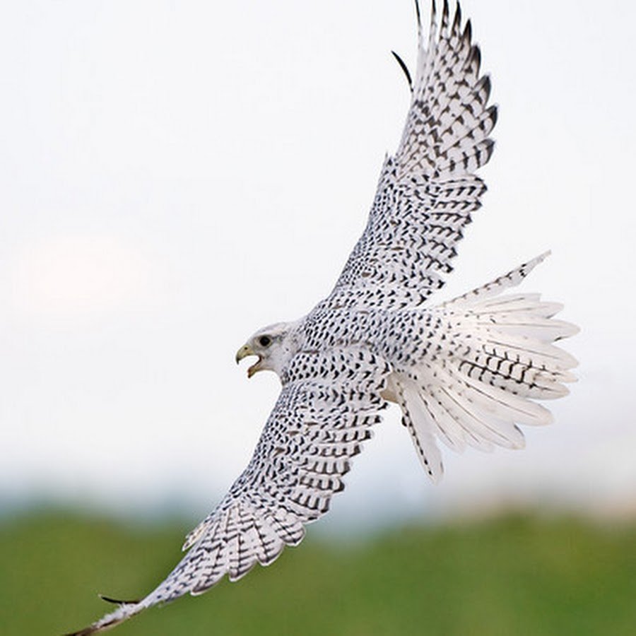 Кречет Falco rusticolus