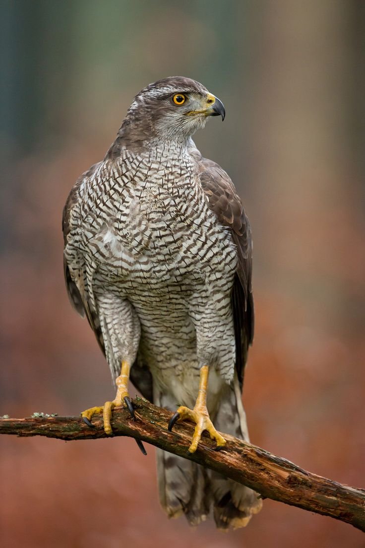 Sharp-Shinned Hawk