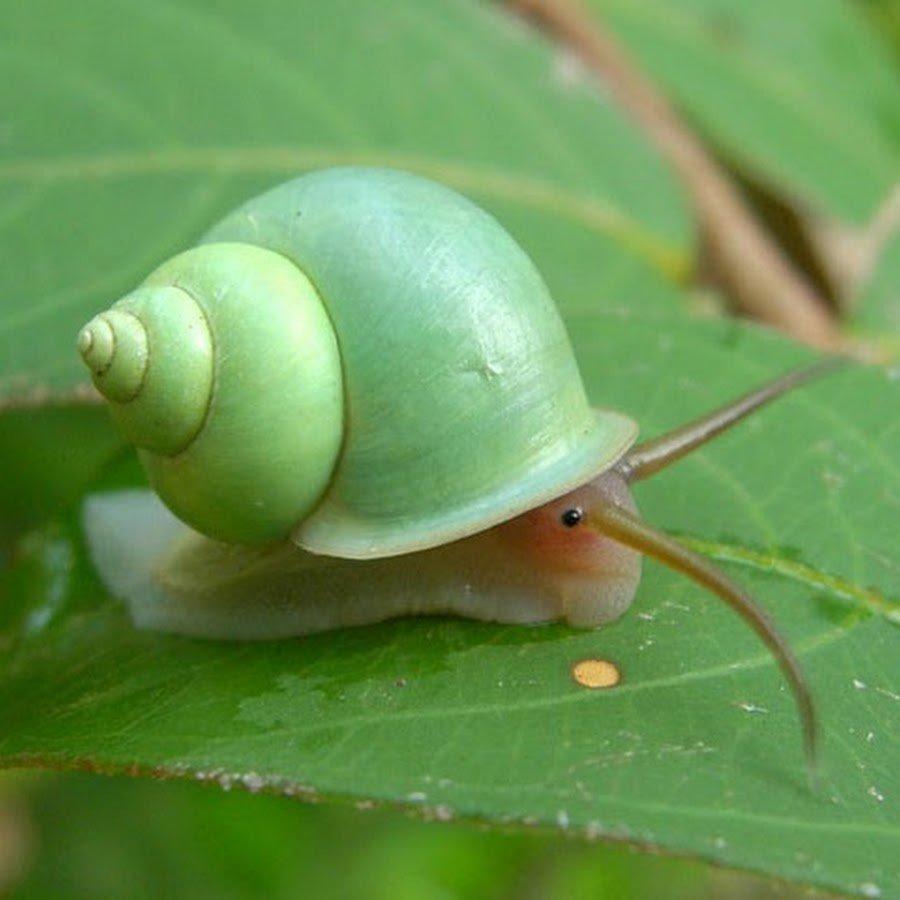 Лужанка улитка