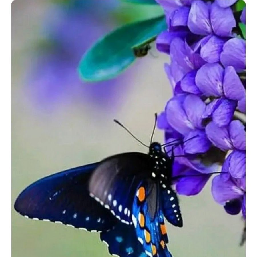 Papilio lorquinianus