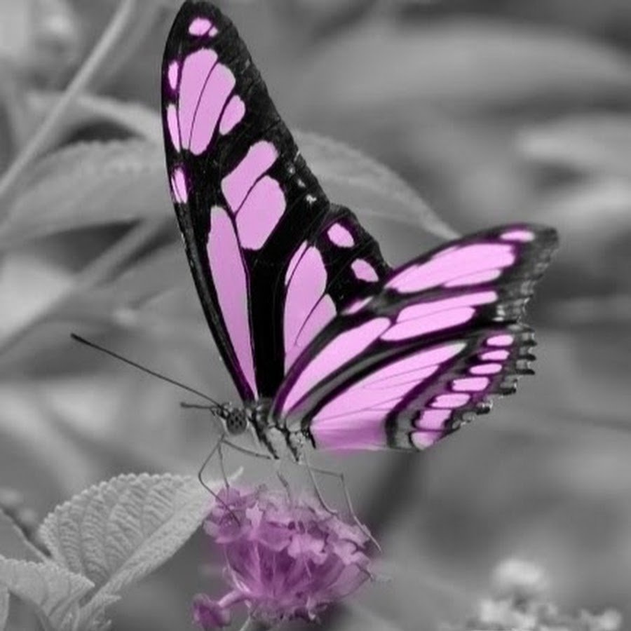 Бабочка с фиолетовым отливом