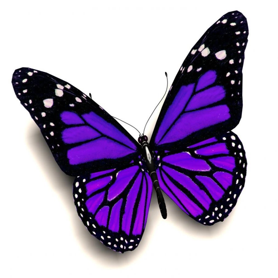 Бабочка фиолетовая