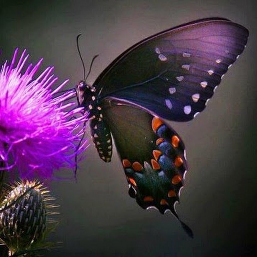 Ночные мотыльки фиолетовые