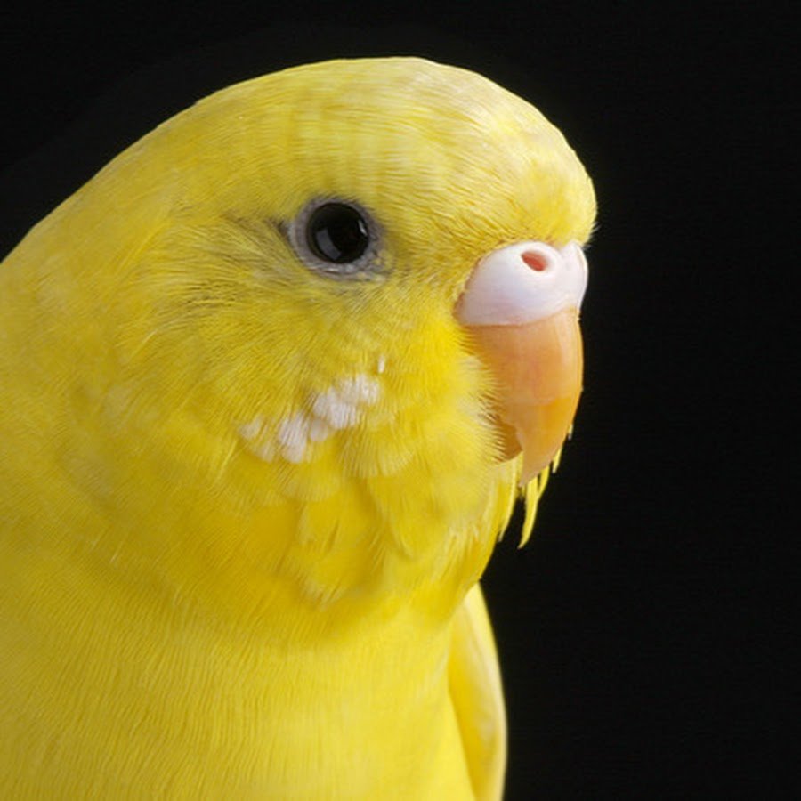 Волнистый попугай альбинос