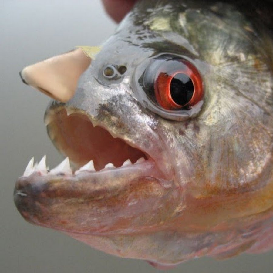 Пиранья Наттерера зубы