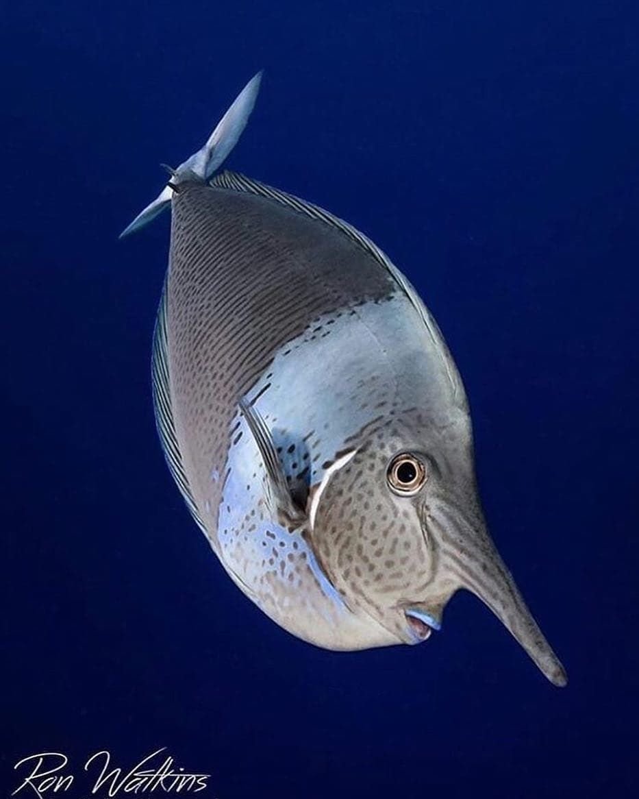 Рыба с рогом на голове