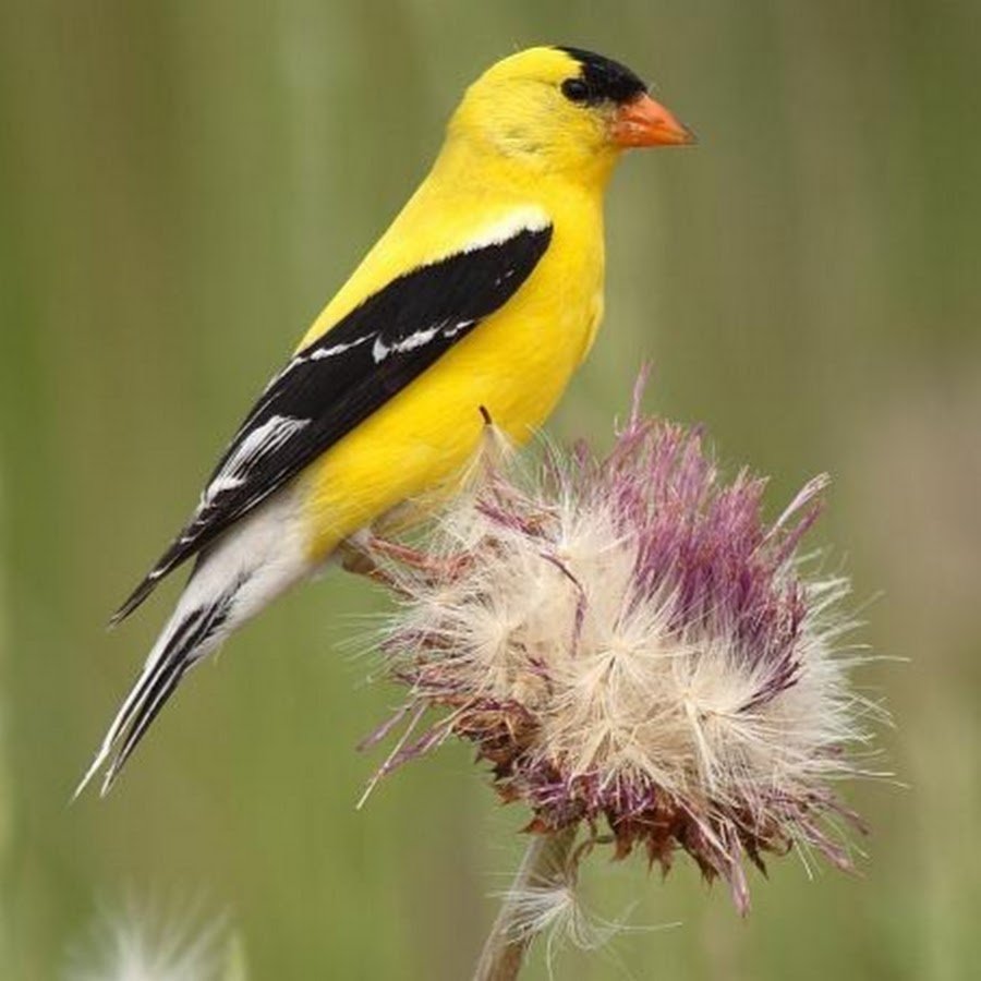 Щегол желтый птица