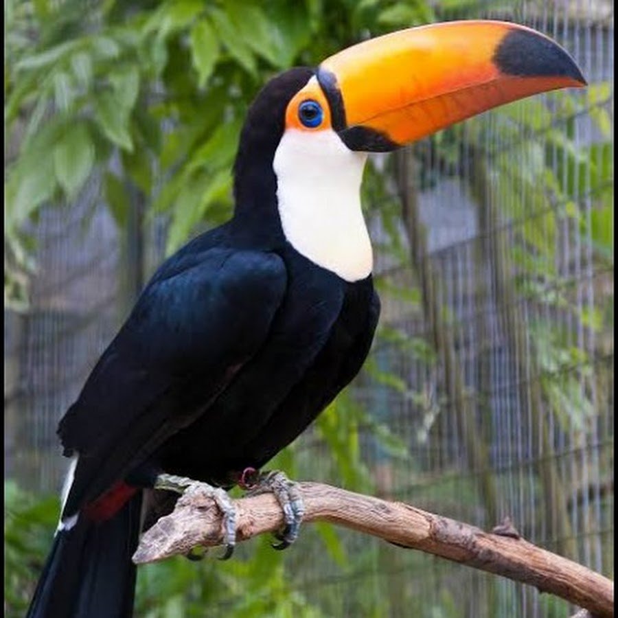 Тукан Южная Америка