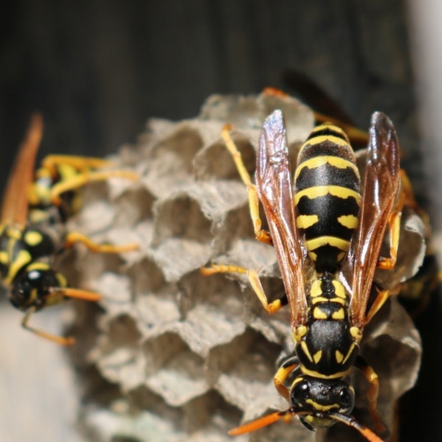 Пчелы осы Шершни