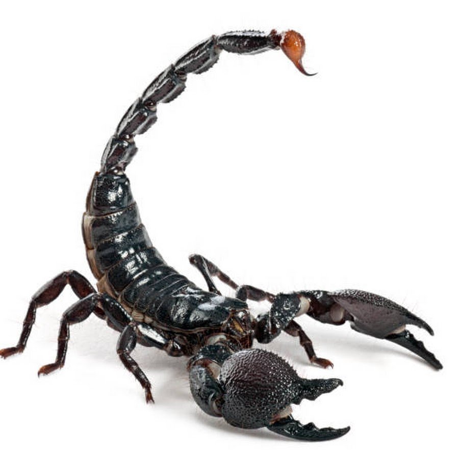 Императорский Скорпион на белом фоне