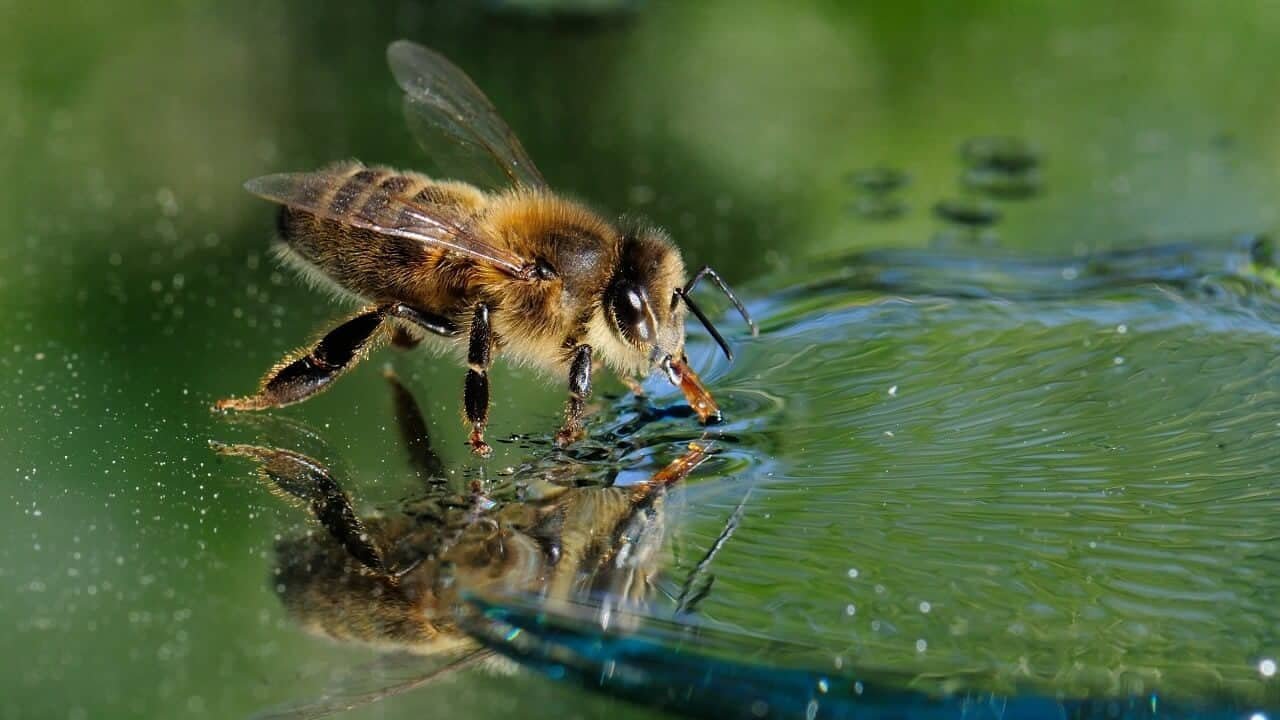 Пчелы пьют весенний. Пчела водонос. Насекомые над водой. Пчелы пьют воду. Водяная пчела.