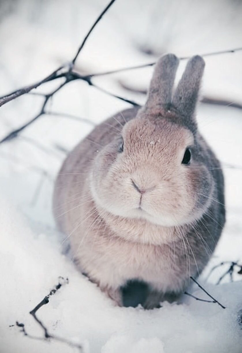 Зайчики в лесу зима