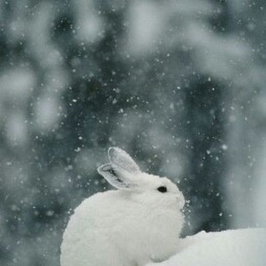 Заяц зимой для детей