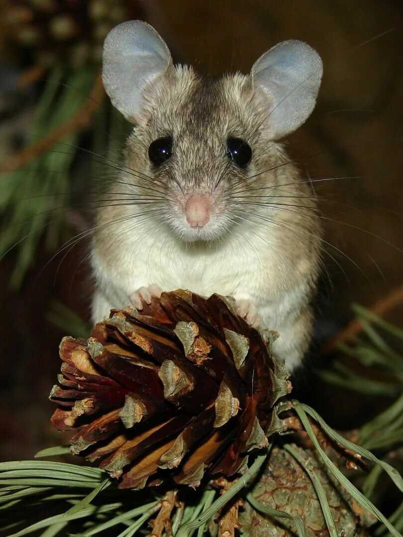 Мышка Живая