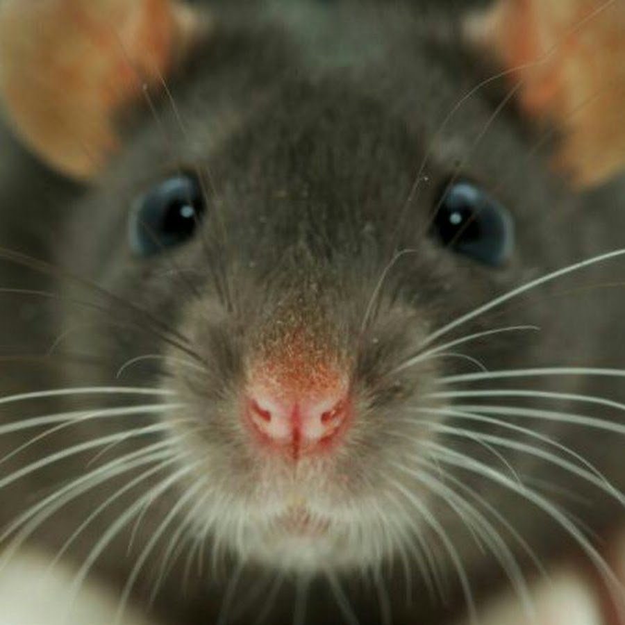 Живая компьютерная мышь