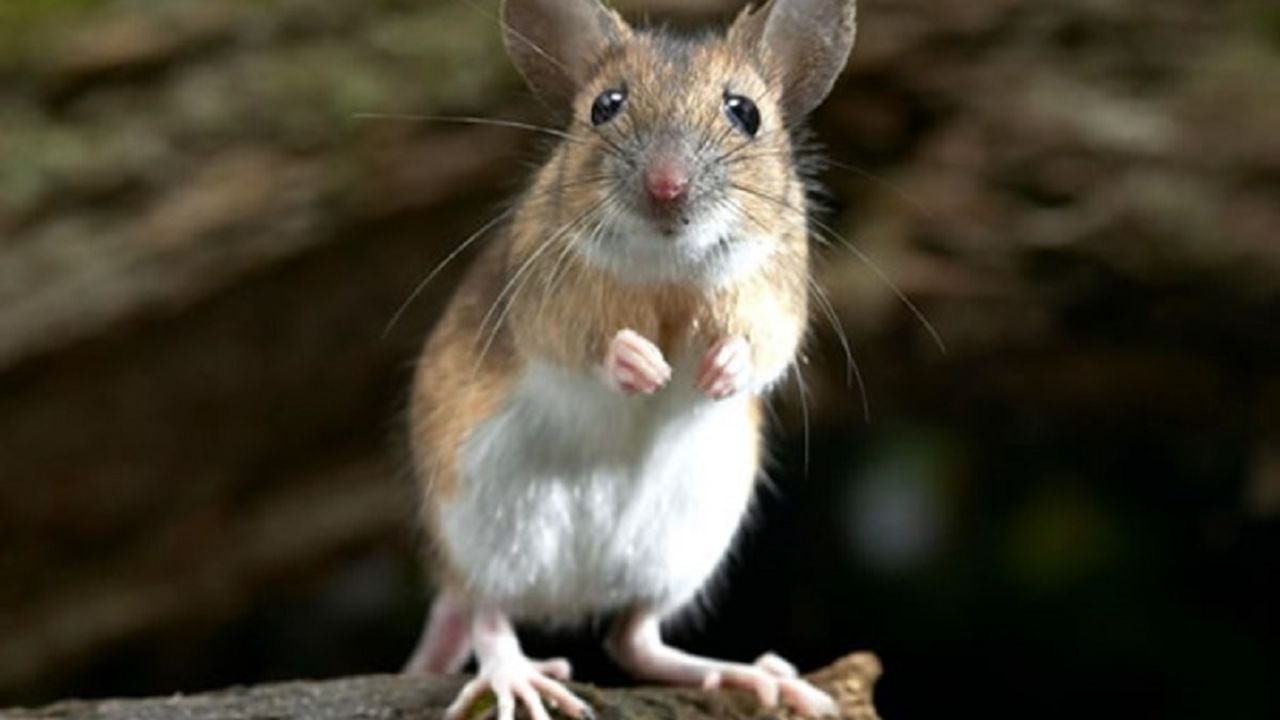Sibm mouse. Мышь. Мышка животное. Мышь серая обыкновенная. Дикая мышь.