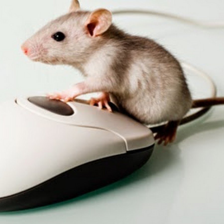 Живая компьютерная мышь