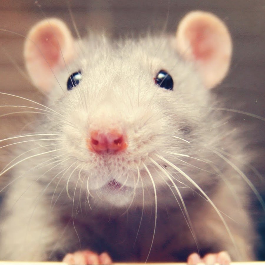 Крыса на аву