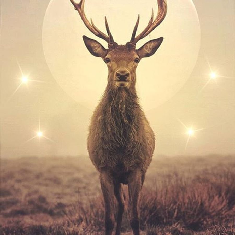 Олень стройный