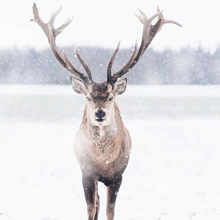 Северный олень