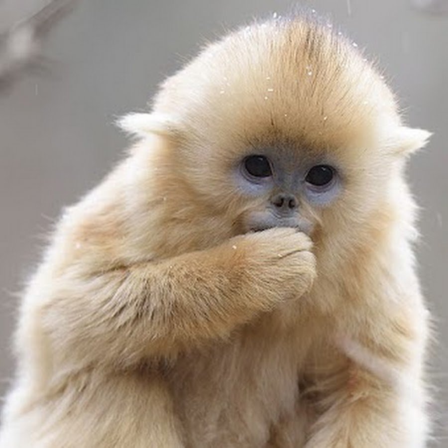 Золотая обезьяна