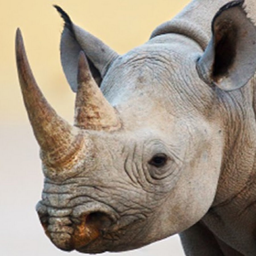 Как называют носорога. Нос носорога. Морда носорога. Ноздри носорога.