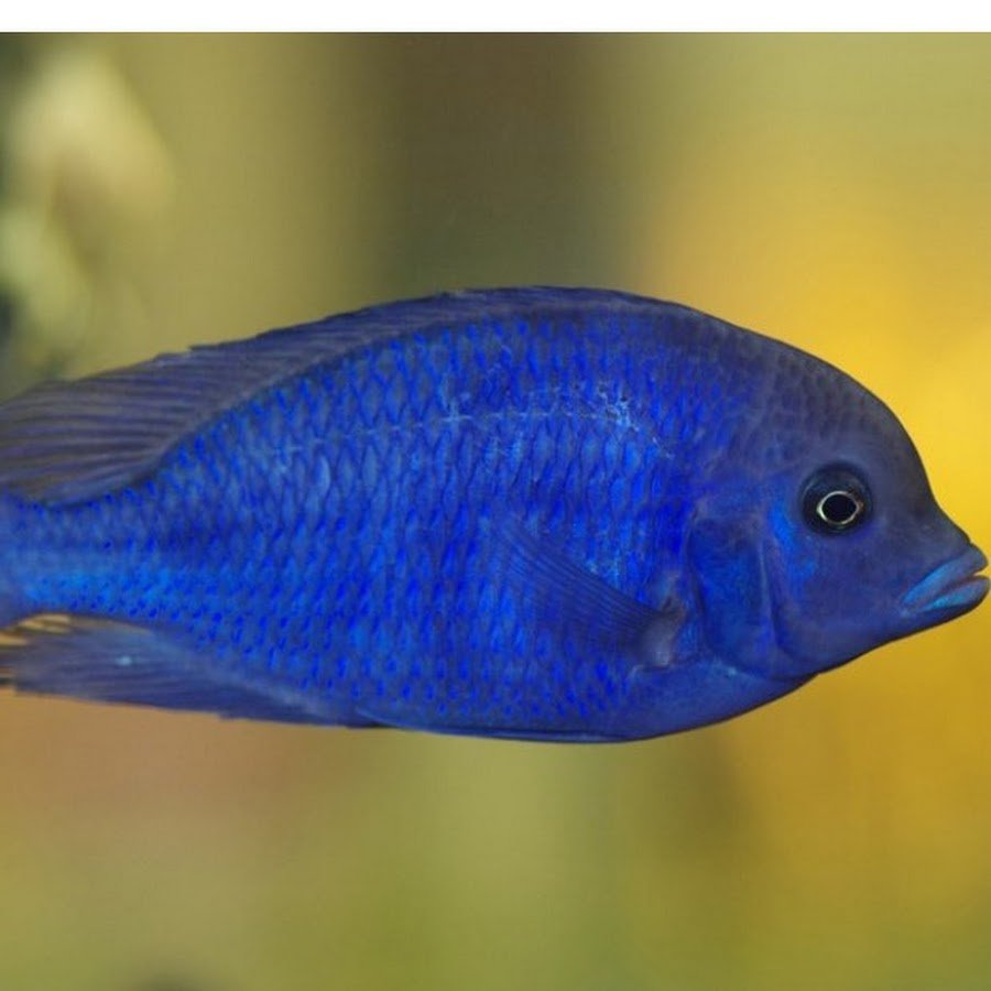 Акула и Дельфин милые снимки