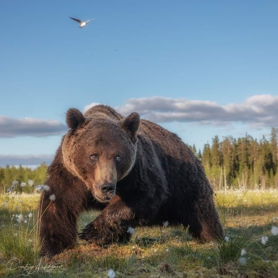 Медведь Гризли Россия