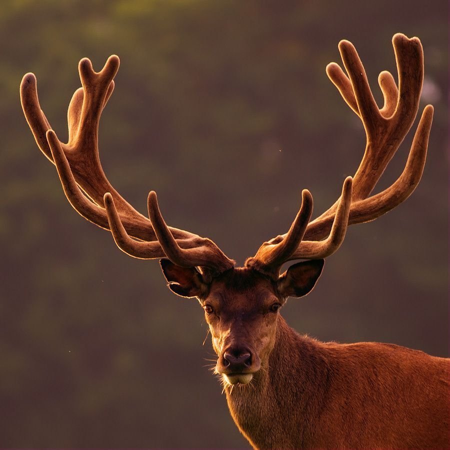 Крупный олень с большими рогами