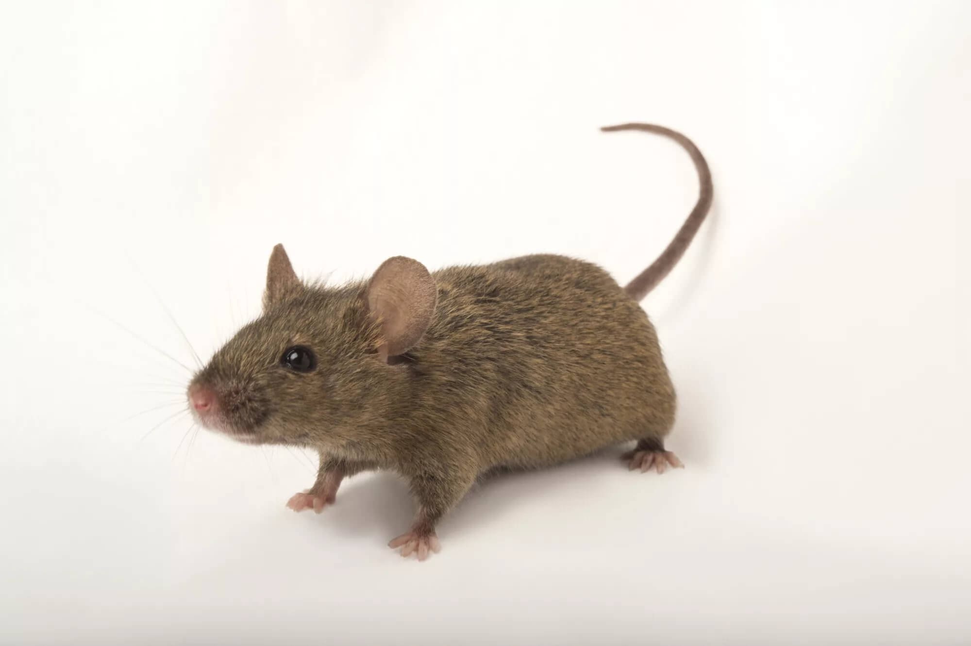 Sibm mouse. Mus musculus домовая мышь. Мышь домовая (mus musculus l.. Акомис иглистая мышь. Восточноазиатская мышь Apodemus peninsulae Thomas, 1907.
