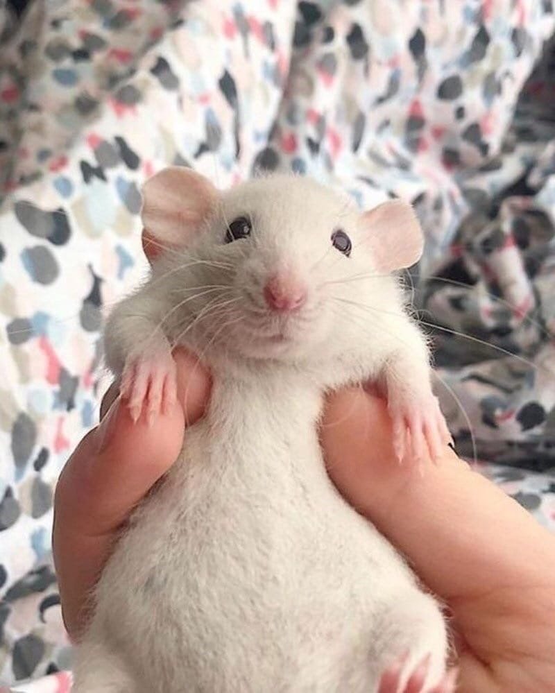 Мышь полевка серая