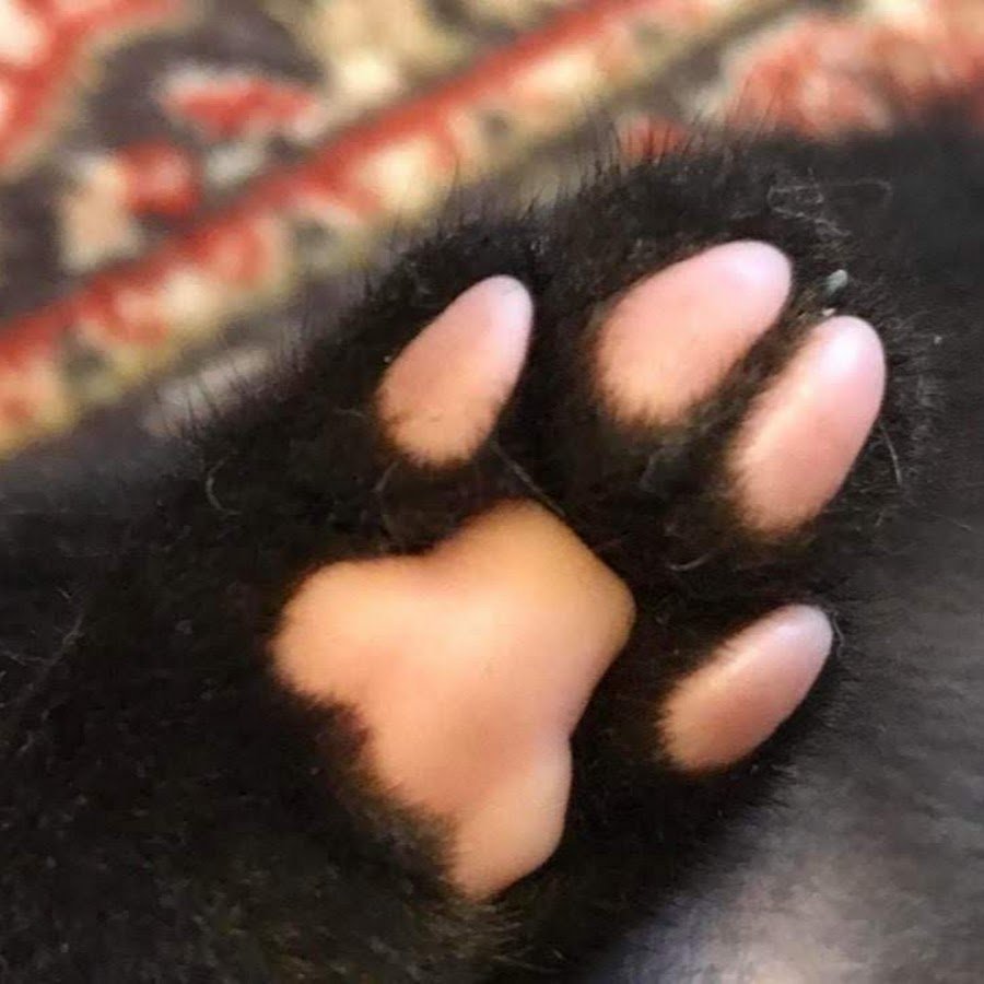 Кошка с пушистыми лапами