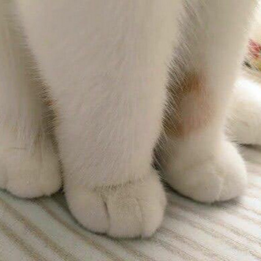 Кошачья лапка с когтями