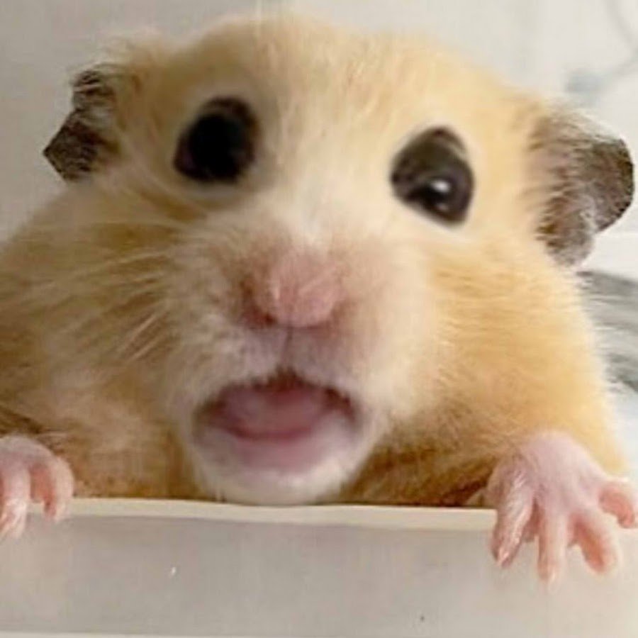 Сирийский хомяк прикол