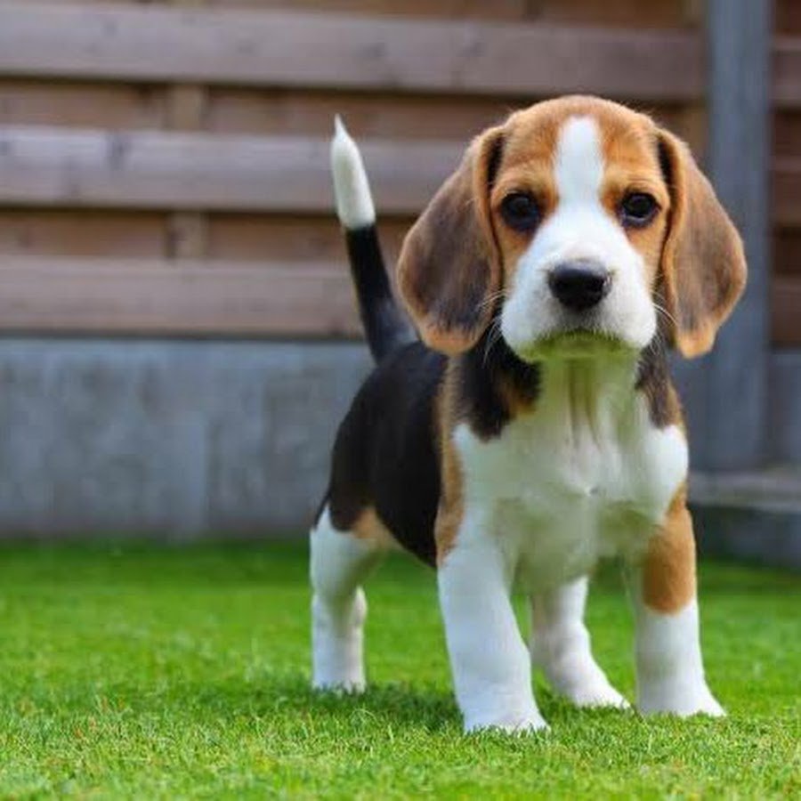 Порода Бигль