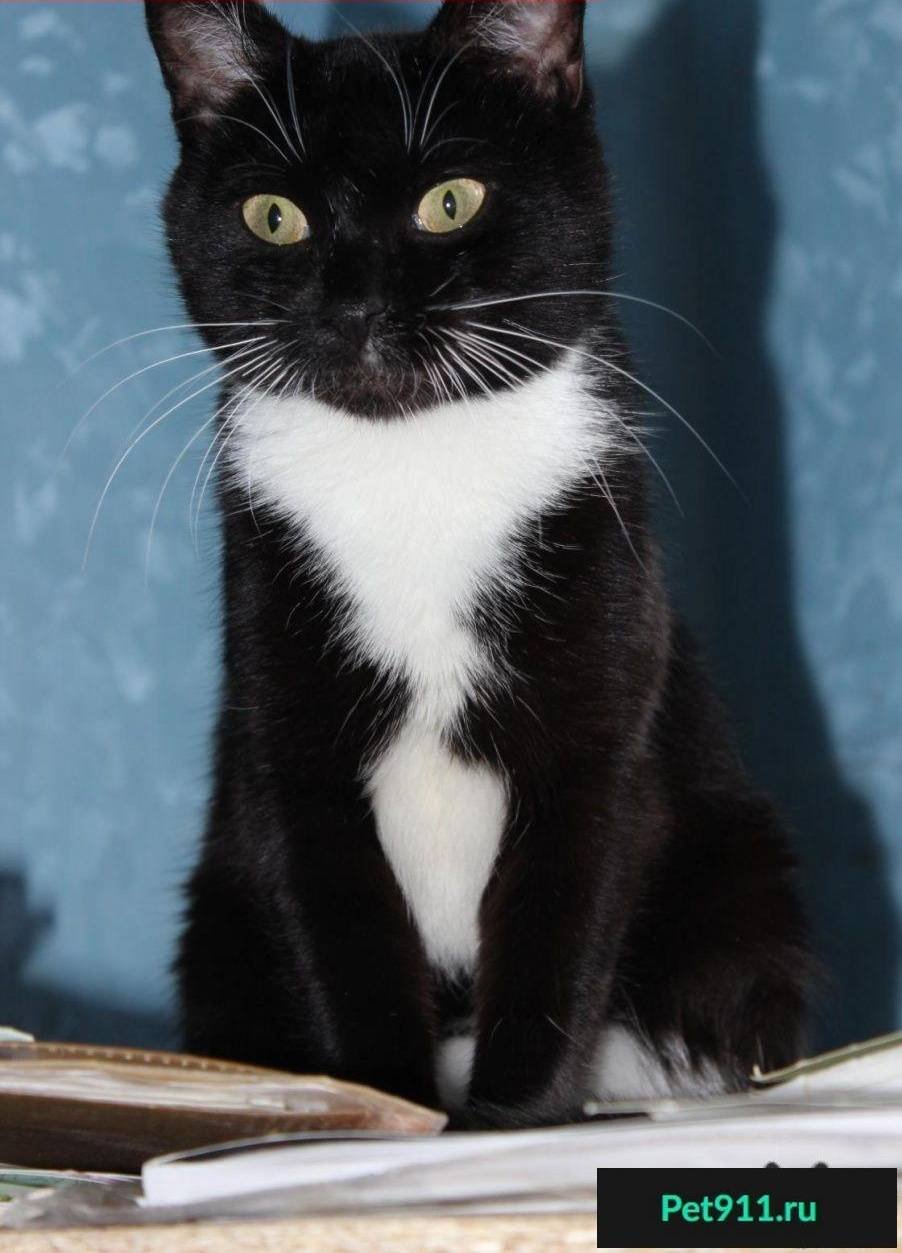 Черная кошка с белой грудкой