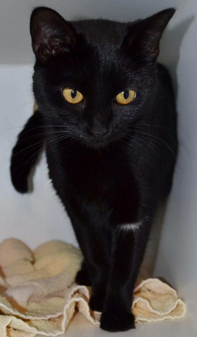 Черная кошка с желтыми глазами